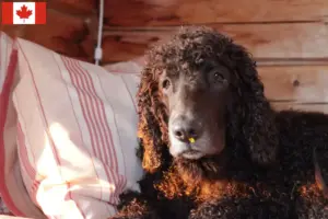 Read more about the article Criadores de Irish Water Spaniel e cachorros no Canadá