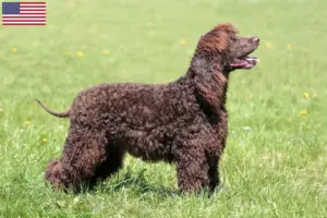 Read more about the article Criadores de Irish Water Spaniel e cachorros nos EUA