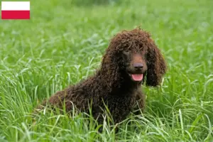 Read more about the article Criadores de Irish Water Spaniel e cachorros na Polónia