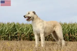 Read more about the article Criadores de Irish Wolfhound e cachorros nos EUA
