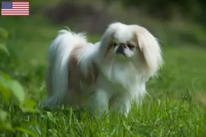 Read more about the article Criadores de Chin do Japão e cachorros nos EUA