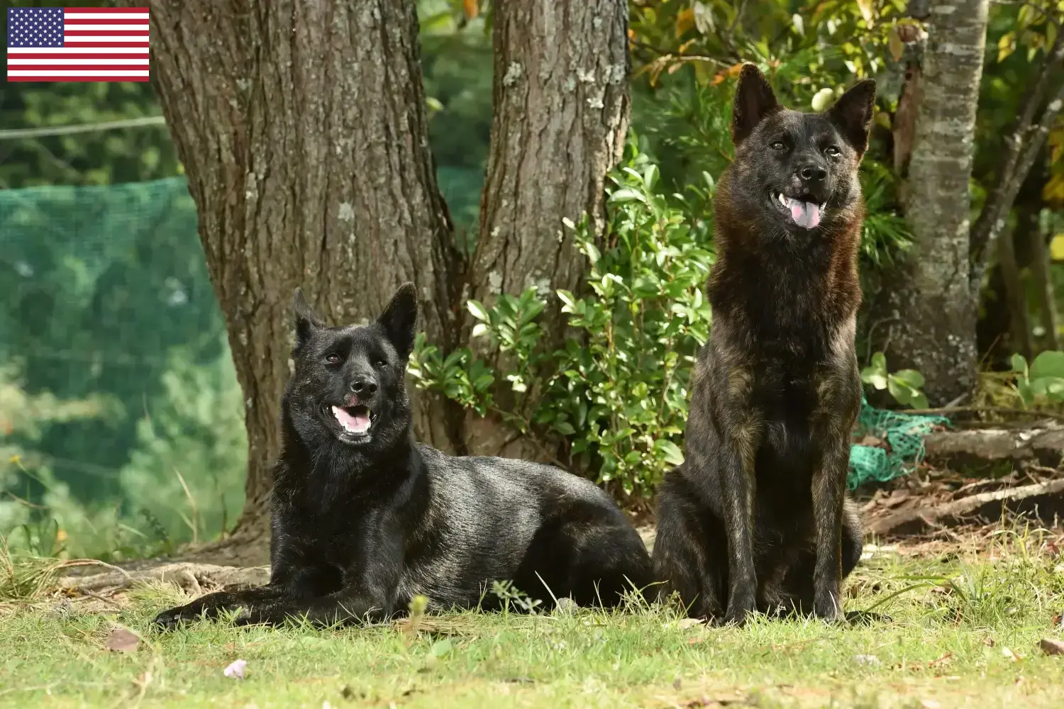 Kai cachorros e criadores EUA Aqui pode encontrar criadores de Kais nos EUA.