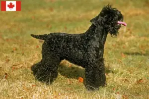 Read more about the article Criadores de Kerry Blue Terrier e cachorros no Canadá