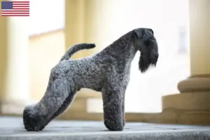 Read more about the article Criadores de Kerry Blue Terrier e cachorros nos EUA