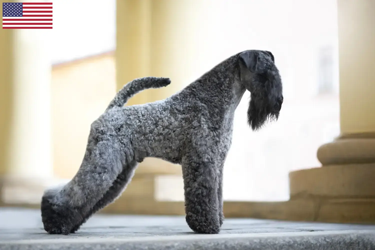Kerry Blue Terrier cachorros e criadores EUA Encontre aqui criadores de Kerry blue Terrier nos EUA.