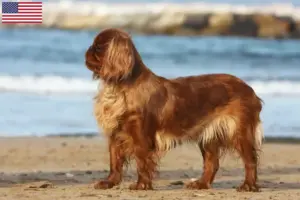Read more about the article Criadores de King Charles Spaniel e cachorros nos EUA