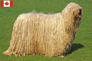 Read more about the article Komondor criadores e cachorros no Canadá