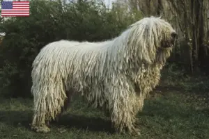 Read more about the article Criadores de Komondor e cachorros nos EUA