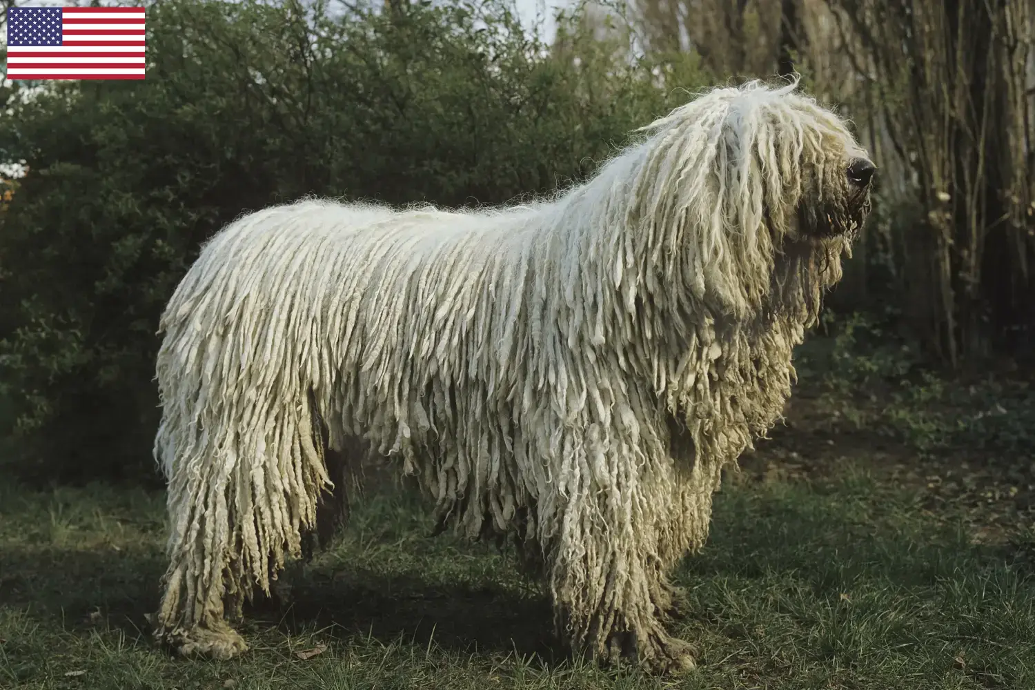 Komondor cachorros e criadores EUA Aqui pode encontrar criadores de Komondore nos EUA.