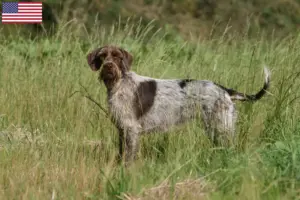 Read more about the article Criadores de Korthals Griffon e cachorros nos EUA