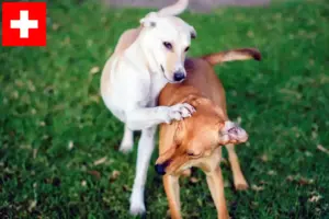 Read more about the article Kritikos Lagonikos criadores e cachorros na Suíça
