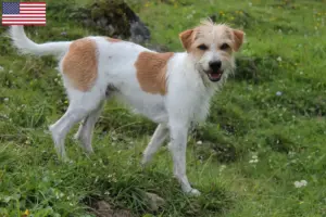 Read more about the article Criadores de Kromfohrländer e cachorros nos EUA