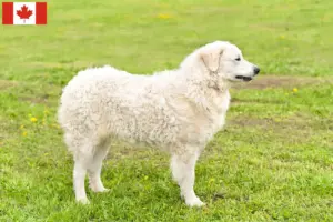 Read more about the article Kuvasz criadores e cachorros no Canadá