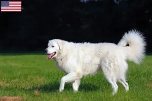 Read more about the article Criadores de Kuvasz e cachorros nos EUA