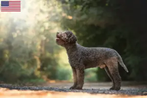 Read more about the article Lagotto Romagnolo criadores e cachorros nos EUA