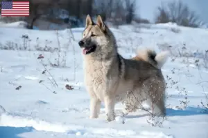 Read more about the article Criadores de Laika e cachorros nos EUA