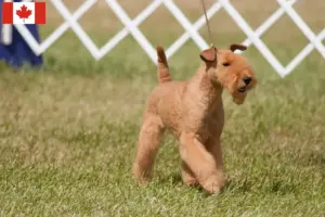 Read more about the article Criadores de Lakeland Terrier e cachorros no Canadá