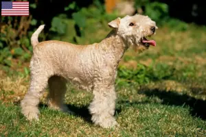 Read more about the article Criadores de Lakeland Terrier e cachorros nos EUA