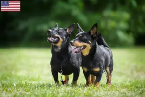Read more about the article Criadores de Lancashire Heeler e cachorros nos EUA