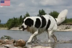 Read more about the article Landseer criadores e cachorros nos EUA