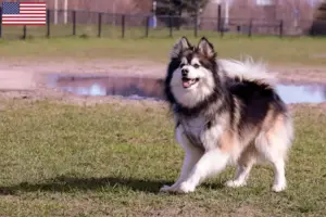 Read more about the article Criadores de Lapphund finlandês e cachorros nos EUA