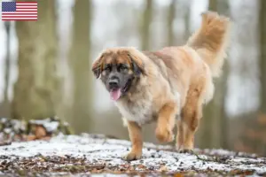 Read more about the article Criadores de Leonberger e cachorros nos EUA