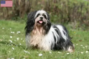 Read more about the article Criadores de Lhasa Apso e cachorros nos EUA