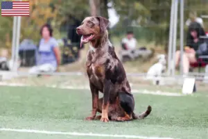 Read more about the article Louisiana Catahoula Leopard Criadores de cães e cachorros nos EUA