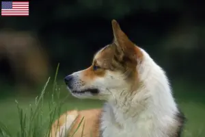 Read more about the article Criadores de Lundehund norueguês e cachorros nos EUA