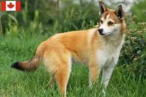 Read more about the article Criadores de Lundehund norueguês e cachorros no Canadá