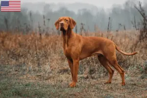Read more about the article Criadores de Magyar Vizsla e cachorros nos EUA