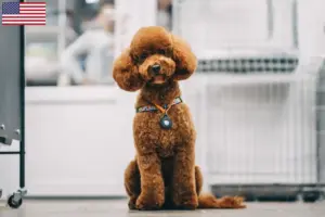 Read more about the article Criadores de Maltipoo e cachorros nos EUA