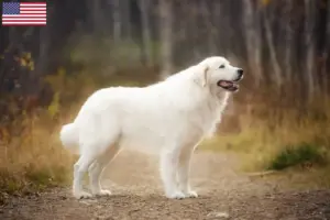 Read more about the article Criadores e cachorros de Maremma Abruzzo Sheepdog nos EUA