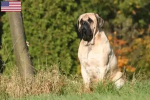 Read more about the article Criadores de Mastiff e cachorros nos EUA