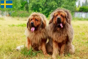 Read more about the article Criador de cães tibetanos e cachorros na Suécia