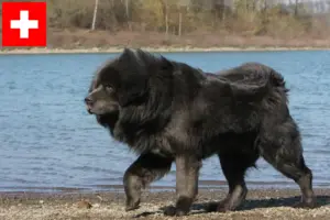 Read more about the article Criadores de Mastim Tibetano e cachorros na Suíça