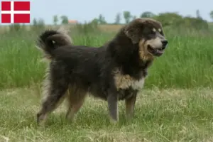 Read more about the article Criador de cães tibetanos e cachorros na Dinamarca