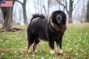 Read more about the article Criadores de Mastim Tibetano e cachorros nos EUA