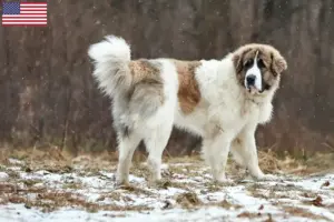 Read more about the article Mastín del Pirineo criadores e cachorros nos EUA