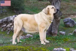 Read more about the article Criadores e cachorros de Mastín Español nos EUA