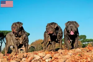 Read more about the article Criadores de Mastino Napoletano e cachorros nos EUA