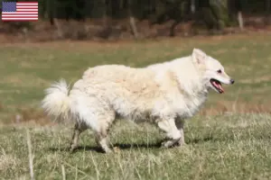 Read more about the article Criadores de Mudi e cachorros nos EUA
