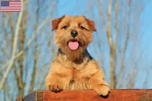Read more about the article Criadores de Norfolk Terrier e cachorros nos EUA