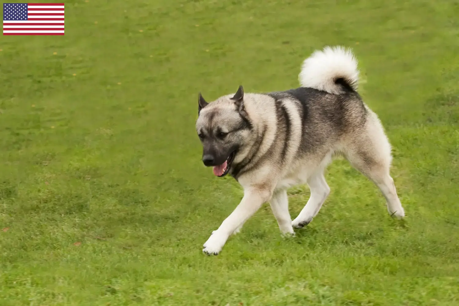 Read more about the article Criadores de Buhund norueguês e cachorros nos EUA