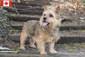 Read more about the article Criadores de Norwich Terrier e cachorros no Canadá
