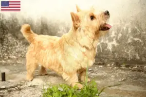 Read more about the article Criadores de Norwich Terrier e cachorros nos EUA