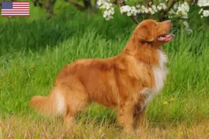 Read more about the article Nova Escócia Duck Tolling Retriever Criadores e cachorros nos EUA