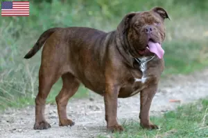 Read more about the article Criadores de Olde English Bulldog e cachorros nos EUA