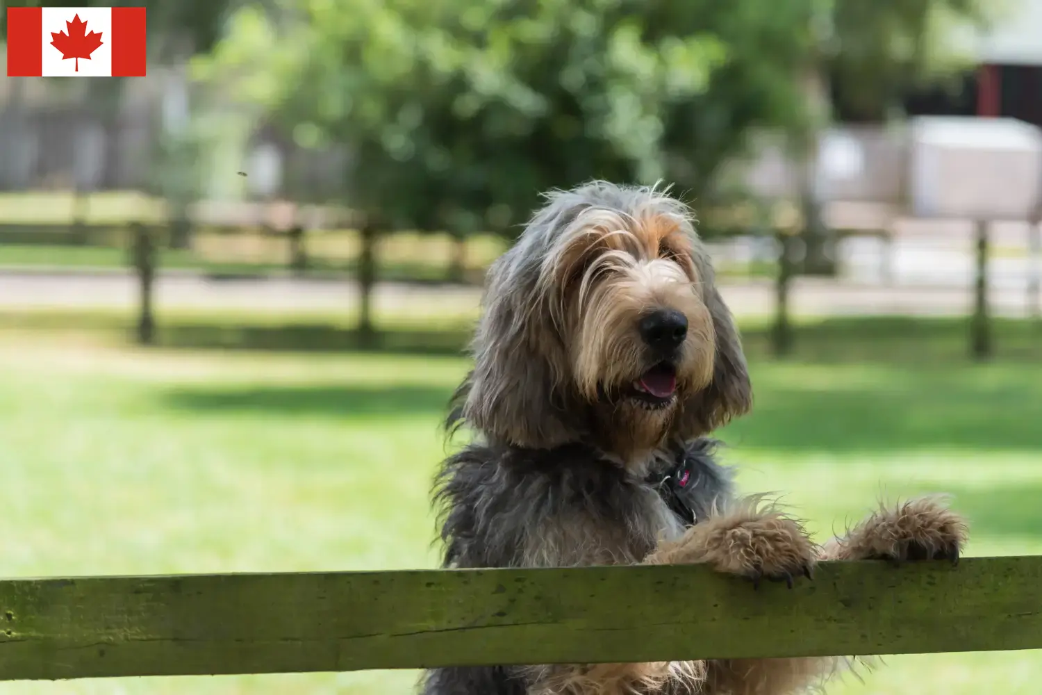 Read more about the article Criadores de Otterhound e cachorros no Canadá