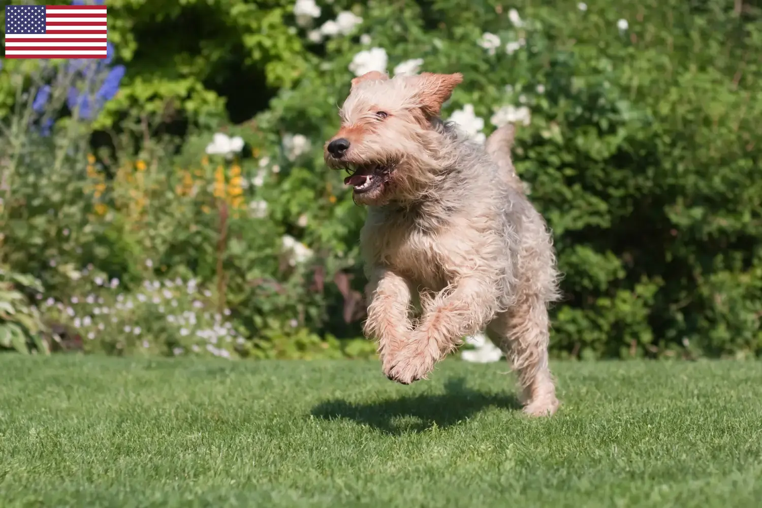 Read more about the article Criadores de Otterhound e cachorros nos EUA